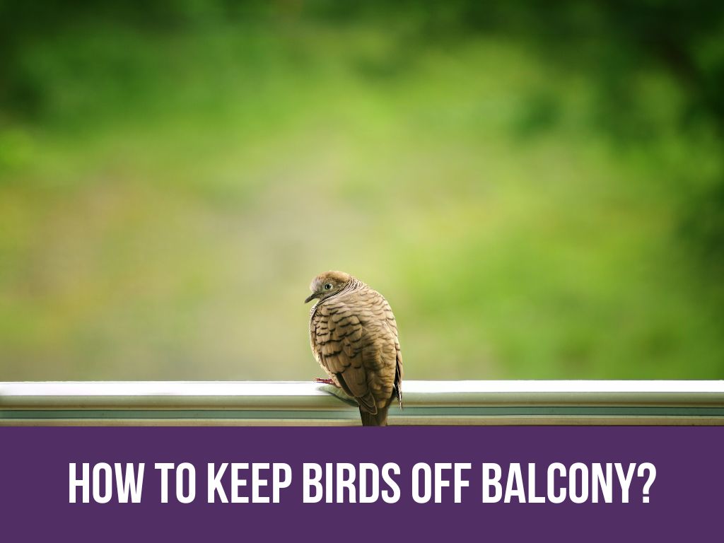 how to keep birds off balcony - 5 best efficient ways