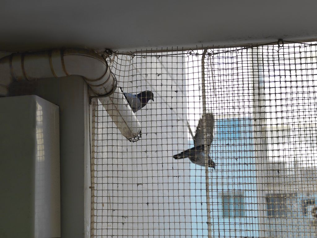 How to keep birds off balcony