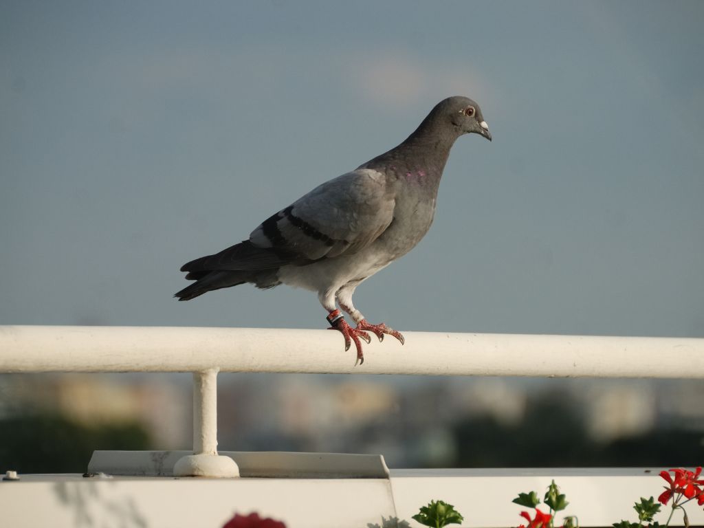 How to keep birds off balcony