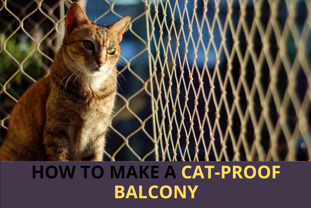 3 main steps from an expert, how to make a cat-proof balcony