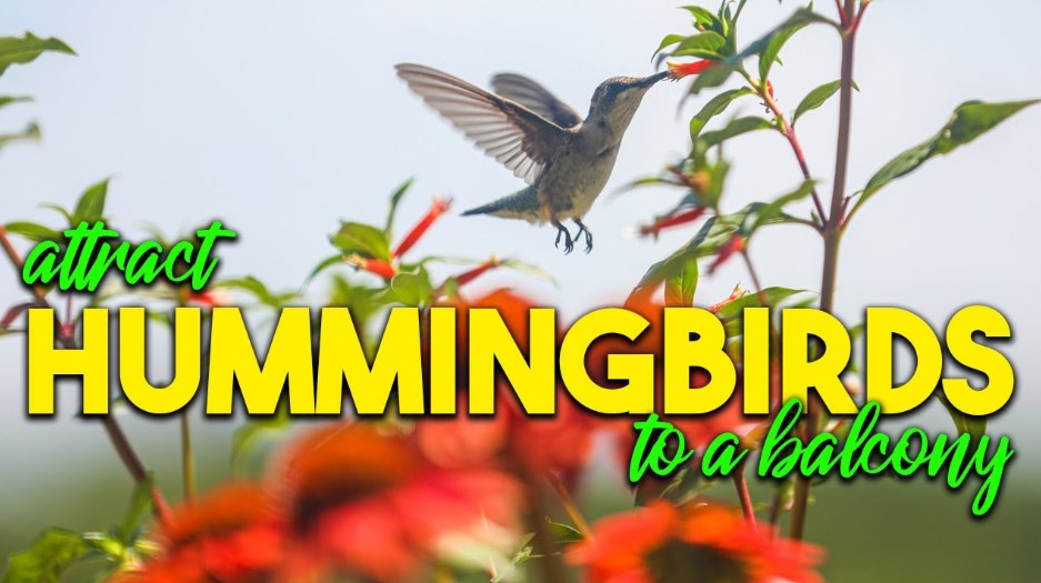 How to attract hummingbirds to your balcony: 11 Best tips