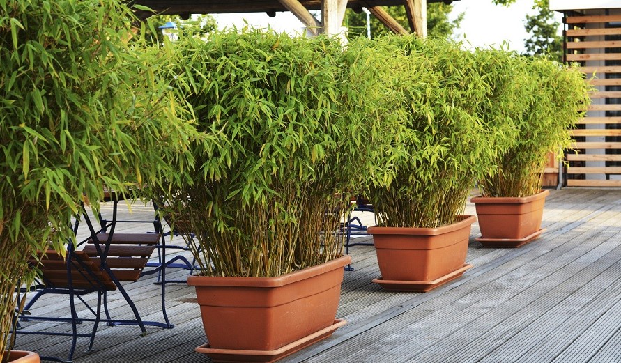 Best 9 Potted Bamboo For Privacy: Helpful Guide & Top Review