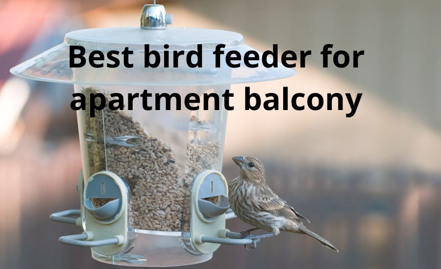 Best bird feeder for apartment balcony: 6 main options