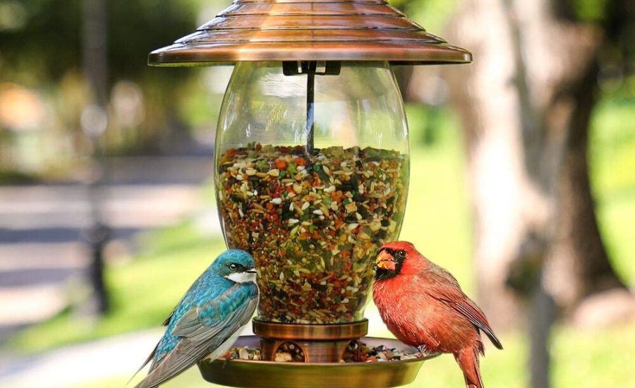 bird feeder for apartment balcony
